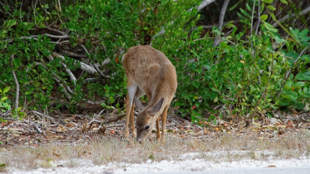 03 - Florida Keys (6) No Name Key.jpg